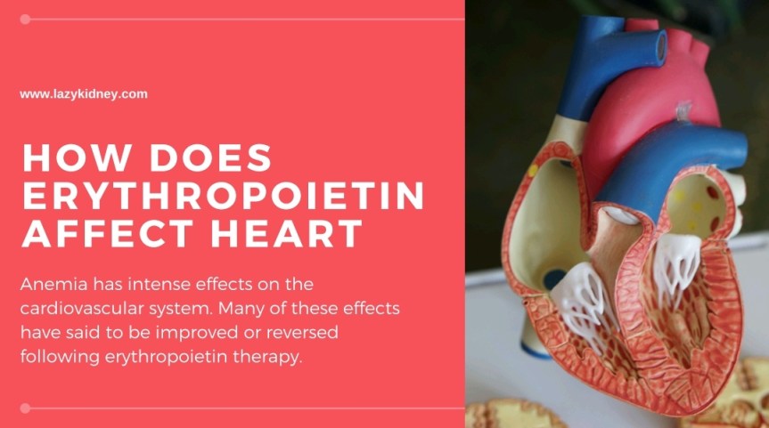 How Does Erythropoietin Affect&nbsp;Heart?